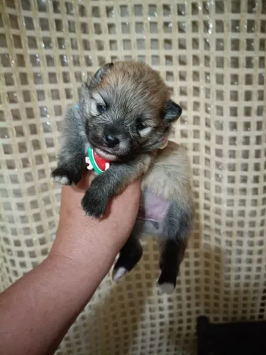 Spitz alemão Anã Fêmea, com pedigree, em 10x no cartão.