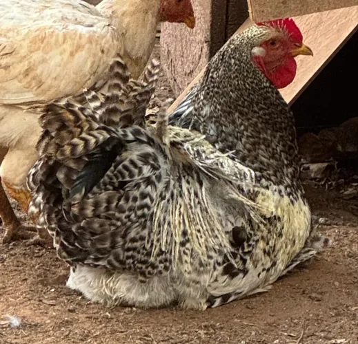 Vende se galo da raça Brahma
