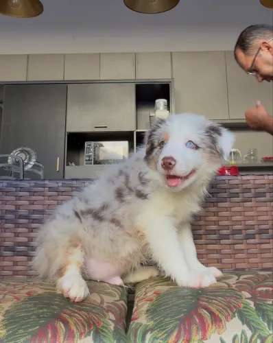 Border collie filhotes