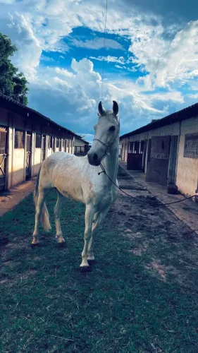 Cavalo manga larga