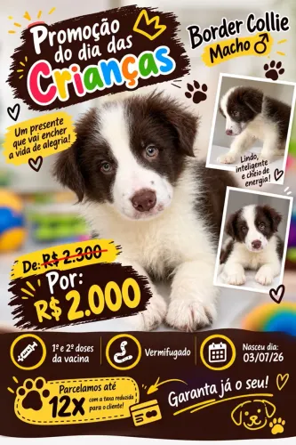 Filhote de Border collie macho