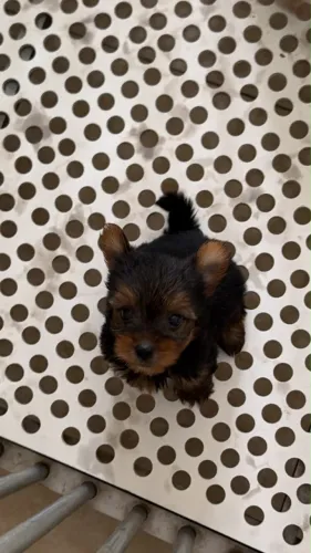Filhotes de Yorkshire Terrier macho