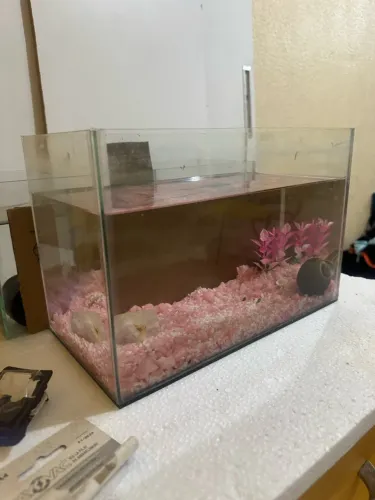 Aquario 16 litros