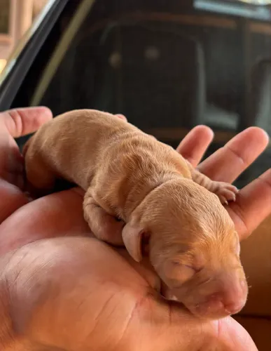 Filhote de Dachshund Macho disponível 