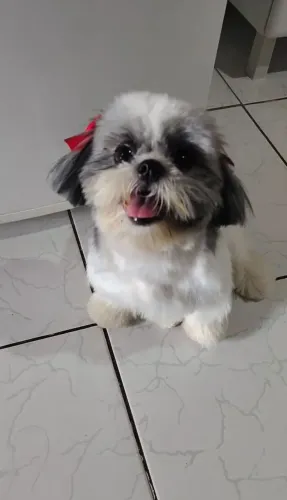 Shitzu fêmea
