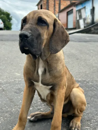 Fila brasileiro macho