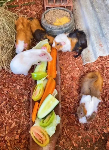 Porquinho da índia 