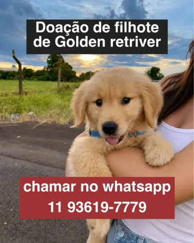 doa-se filhote de golden retriver