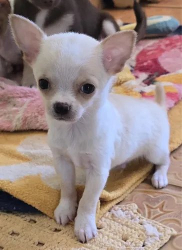 Chihuahua macho 