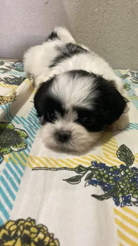 shih tzus macho