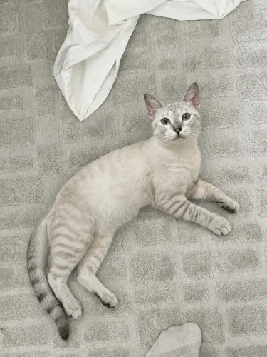 Gata pra adoção 
