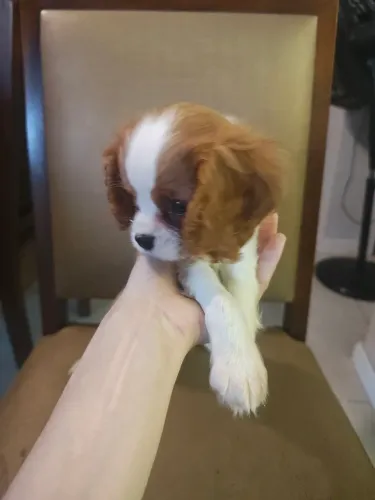 Belíssimo filhote de Cavalier King Charles Spaniel macho Blenheim