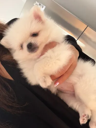 Cachorro