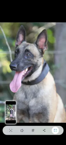 Doação Responsável Pastor Belga Malinois
