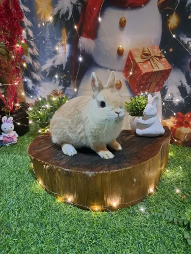 mini coelhos
