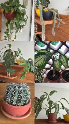 Combo de 10 plantas decorativas conforme imagens