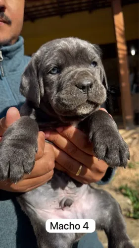 Filhote Cane Corso (Oficial)