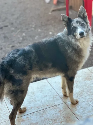 Doação Border Collie Blue Merle 