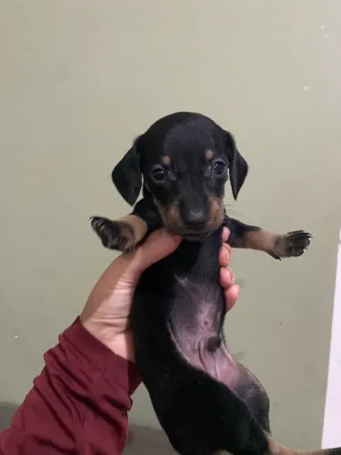 Filhotes de Cofap/ dachsund / Salcicha