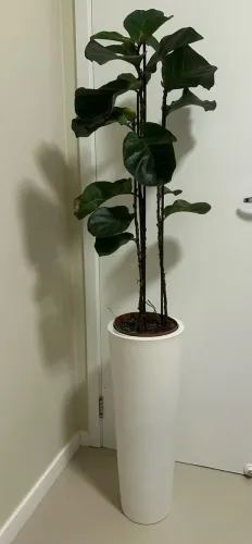 Vaso flor natural Fícus e costela de Adão