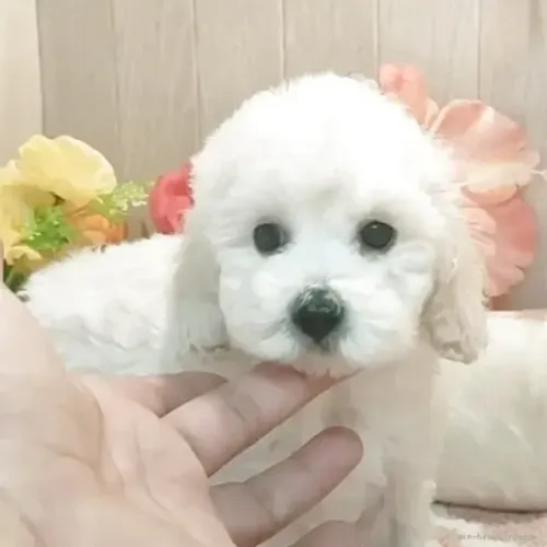 Filhote de cachorro inteligente e companheiro Poodle/Pudol/