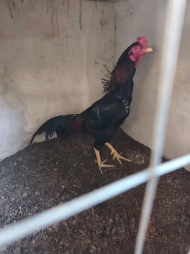 Frangos