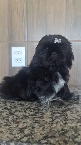 Venda de filhotes shih tzu 