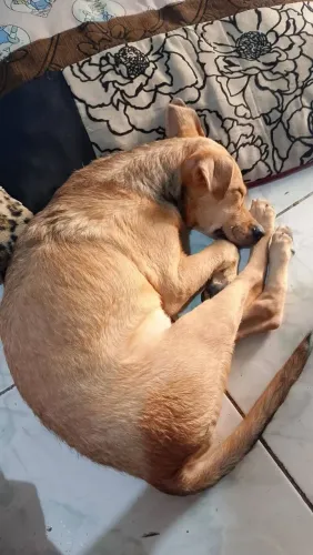 Cachorrinha para doação