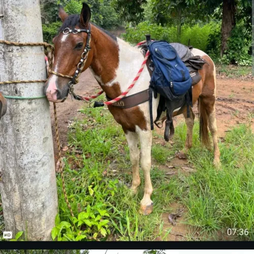 Cavalo marcha picada 
