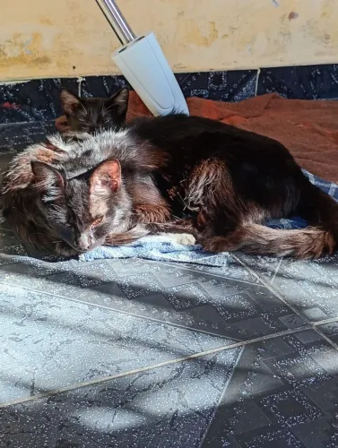 Gatas carinhosa