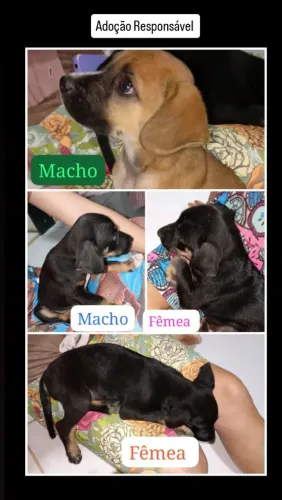 Doando cachorro
