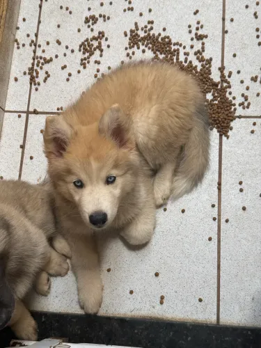 Filhote de husky siberiano