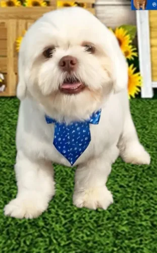 Shihtzu macho castrado