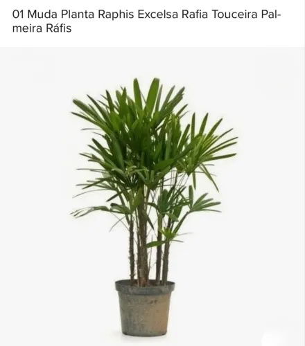 Planta