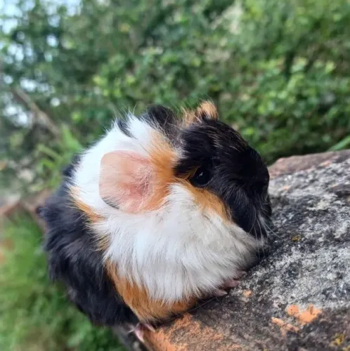 Porquinho da india 