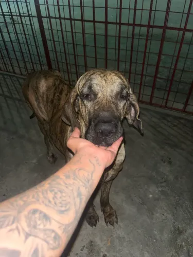 Filhotes Fila brasileiro com rotewaller
