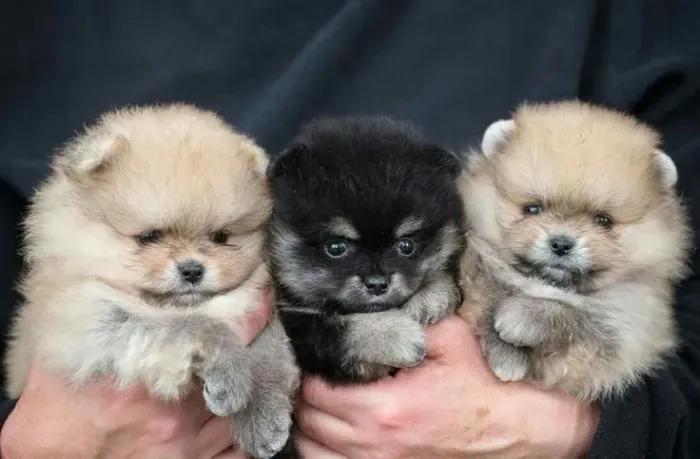 Spitz alemão O tipo de amor que chega devagar e fica pra sempre