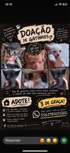 gatos