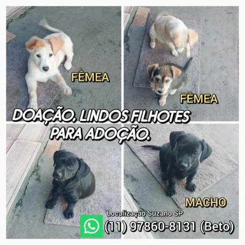 Doação de filhotes de Cachorro em Suzano 