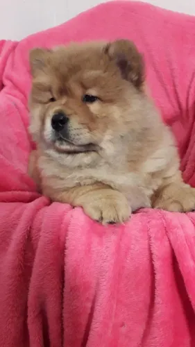 Chow Chow,Chow Chow Filhote Muito Amoroso e Dócil