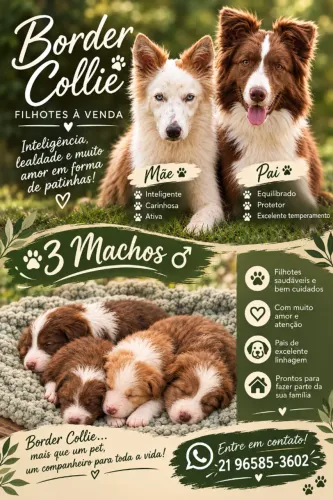 Cão Bader Collie 