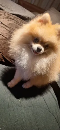 Lulu Da Pomerânia