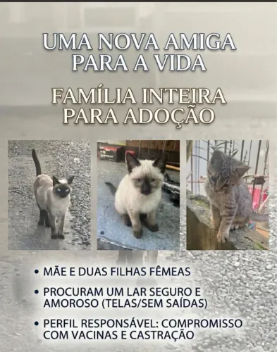 Gatinhas para adoção 