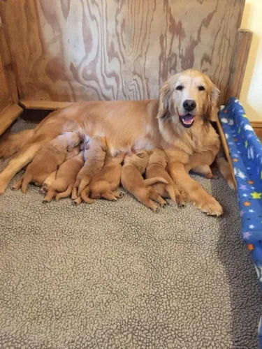 doação Golden Retriever