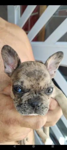 Cachorro