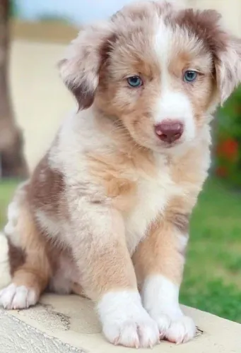 Border Collie - Companhia Que Acolhe Com Carinho