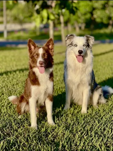 Filhotes de Border Collie