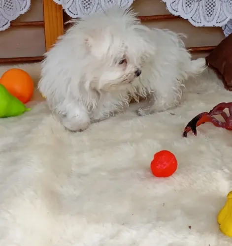 Machinho de maltês !