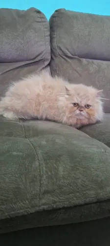 Gato persa macho