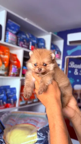 Filhote de Lulu da Pomerania